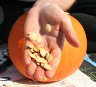 Pumpkin_seeds_in_hand-public-domain.jpg
