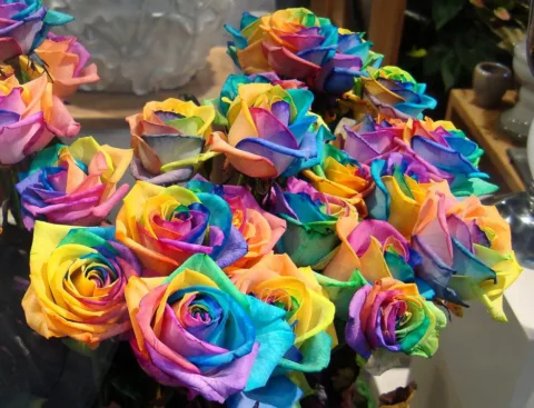 a bunch of rainbow roses for sale