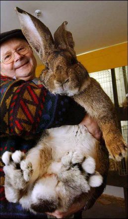 carl-szmolinsky-breeds-big-rabbits.jpg