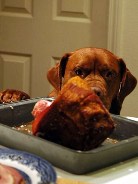 Big dog has his eye on the ham on the countertop - the perfect dog Thanksgiving dinner!