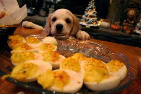 Dog cannot reach the food placed in the center of the table and far back on the countertop