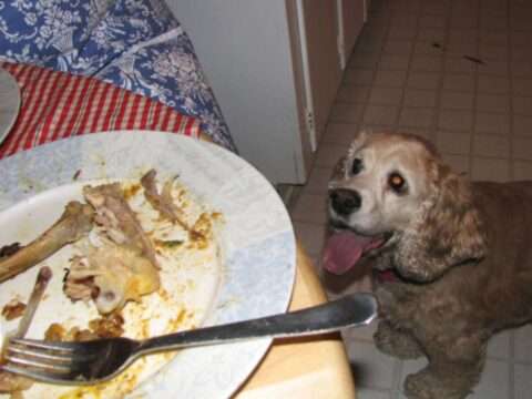 Dogs and turkey bones don't mix! Be sure to place Thanksgiving leftovers and plates with food scraps out of reach