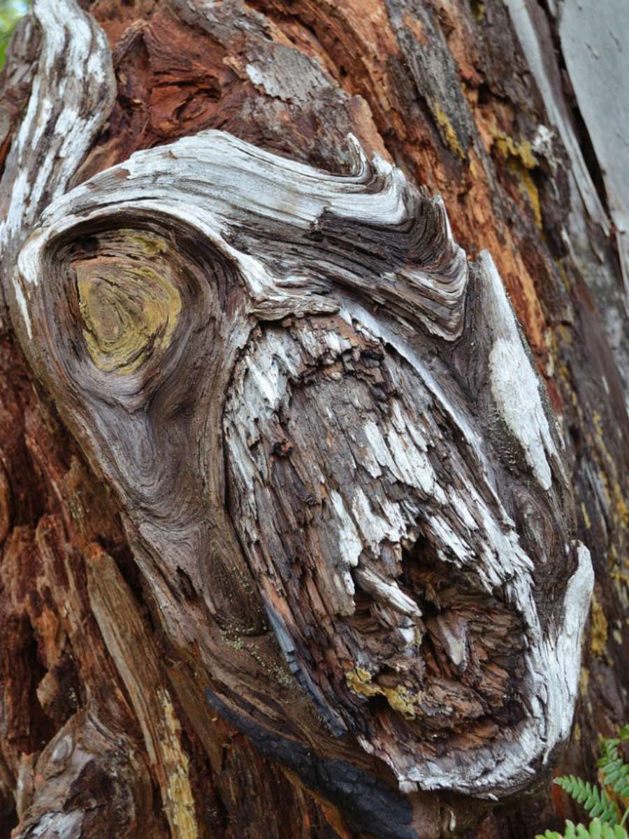 This scary looking Halloween tree face is all natural! 