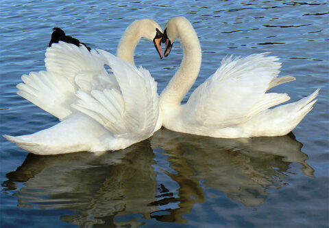 heart-swans