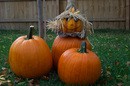 Pumpkins arranged with a scarecrow pumpkinhead in the backyard.