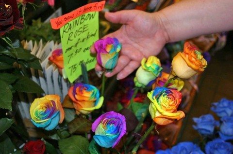 beautiful rainbow rose