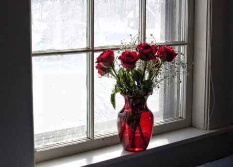 red-roses-in-a-vase